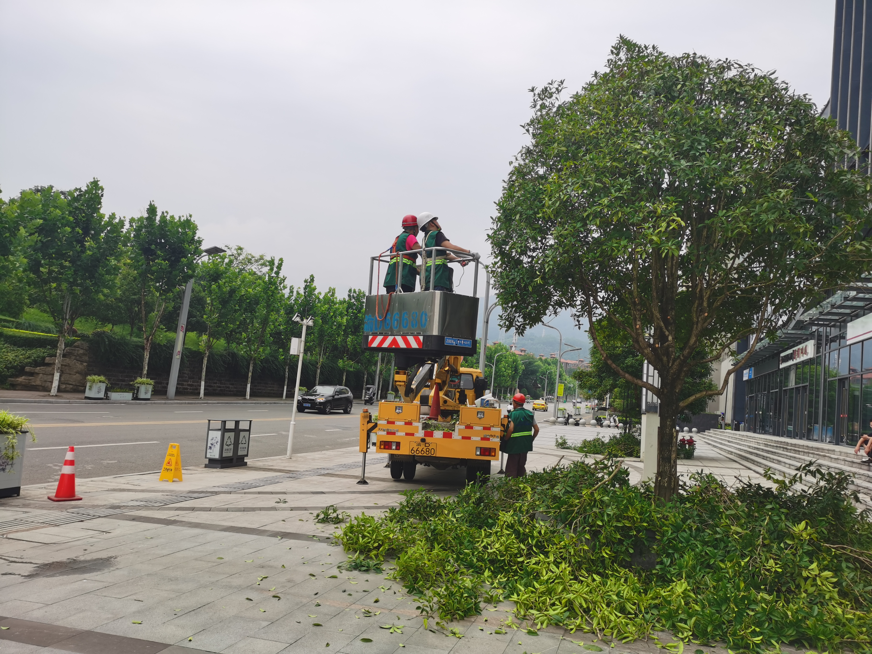 垫江县金融科技大厦乔木修剪项目