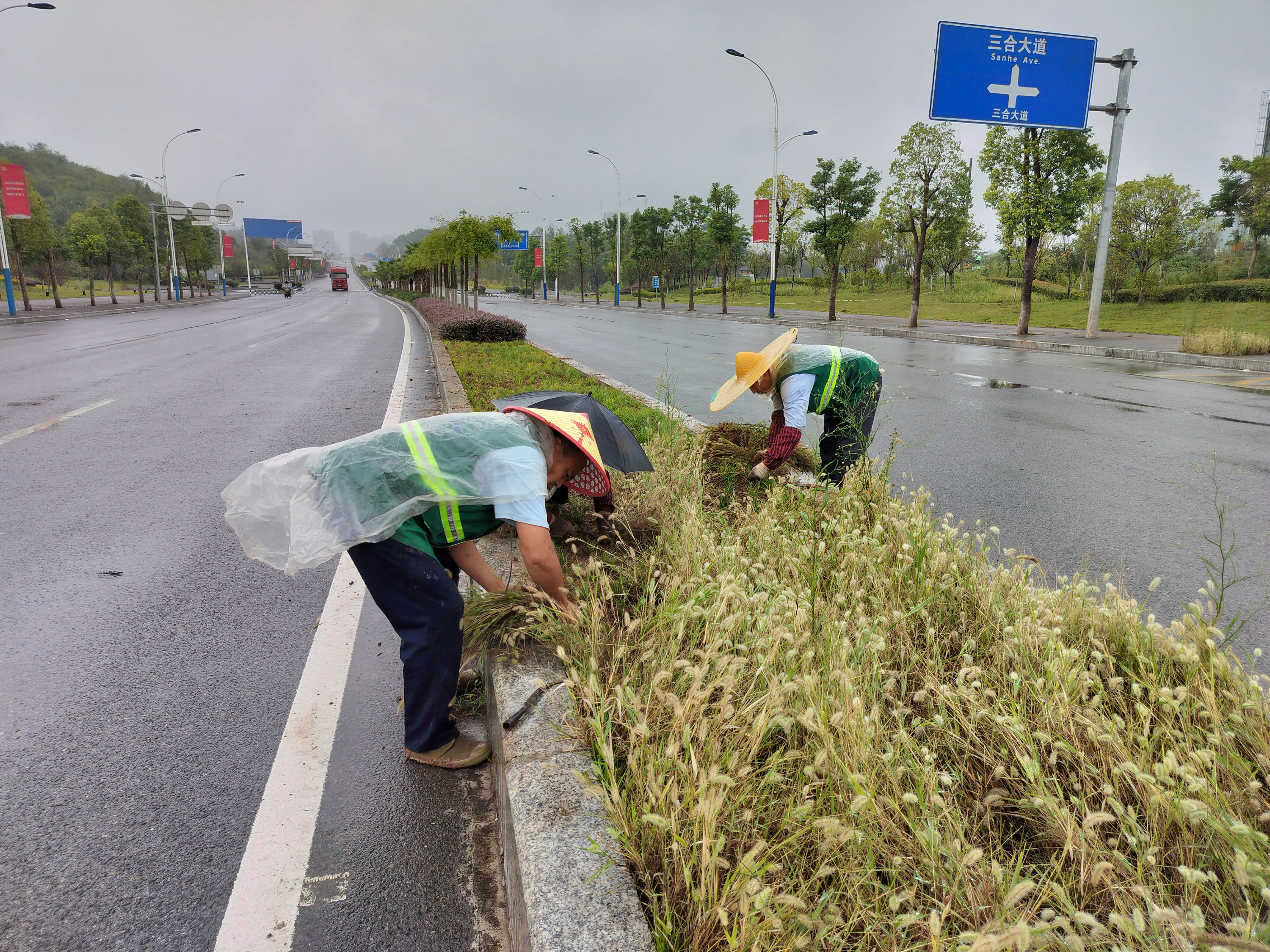 “垫江县三合大道桂湖路绿化栽植”进行养护管理