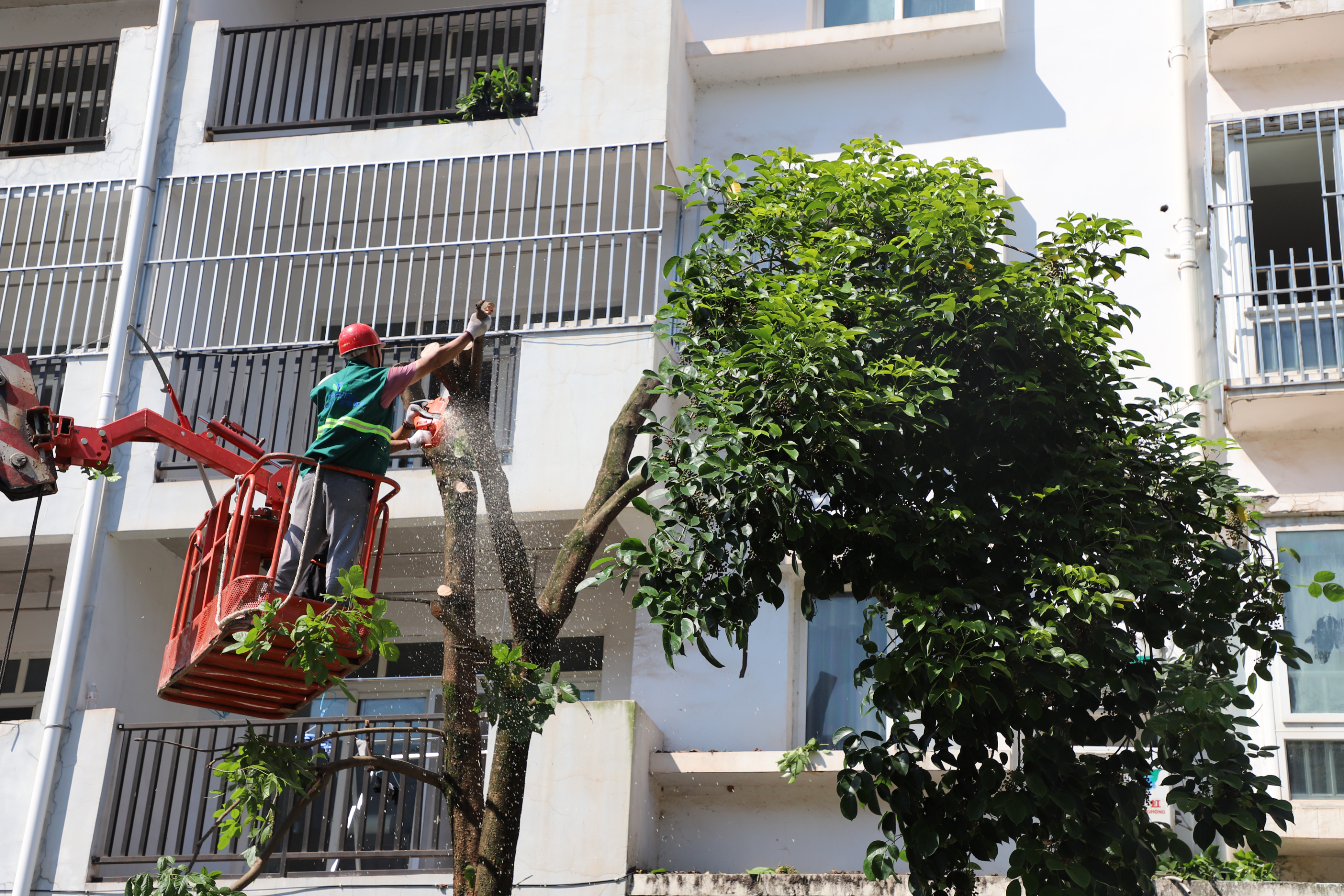 垫江县三合小区乔木修剪项目